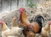 Arti Mimpi Beli Ayam Menurut Islam: Pertanda Rezeki atau Kebahagiaan?