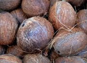 Arti Mimpi Dikasih Buah Kelapa Tua Menurut Islam: Pertanda Kebijaksanaan atau Rezeki Tersimpan?