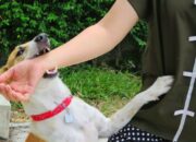 Arti Mimpi Digigit Anjing Kecil Menurut Islam: Simbol Gangguan Kecil yang Mengganggu?