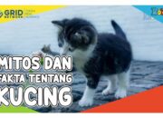 Dilangkahi Kucing Pertanda Apa? Mitos dan Fakta!